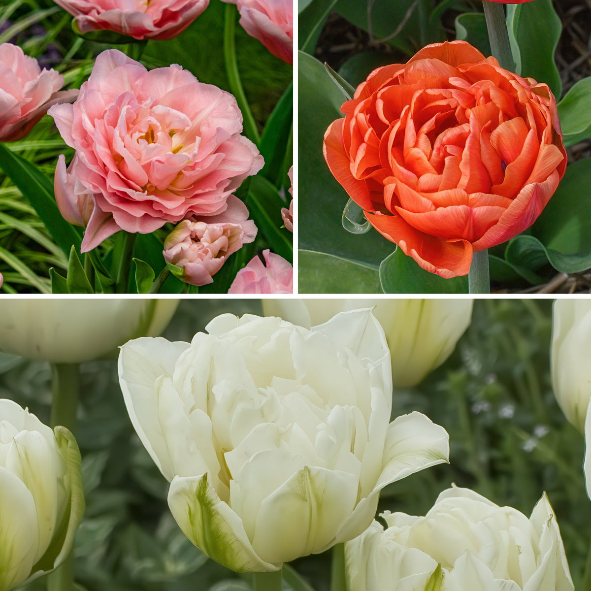 Tulip Double Trouble Mix Bulbs - 10 Bulbs