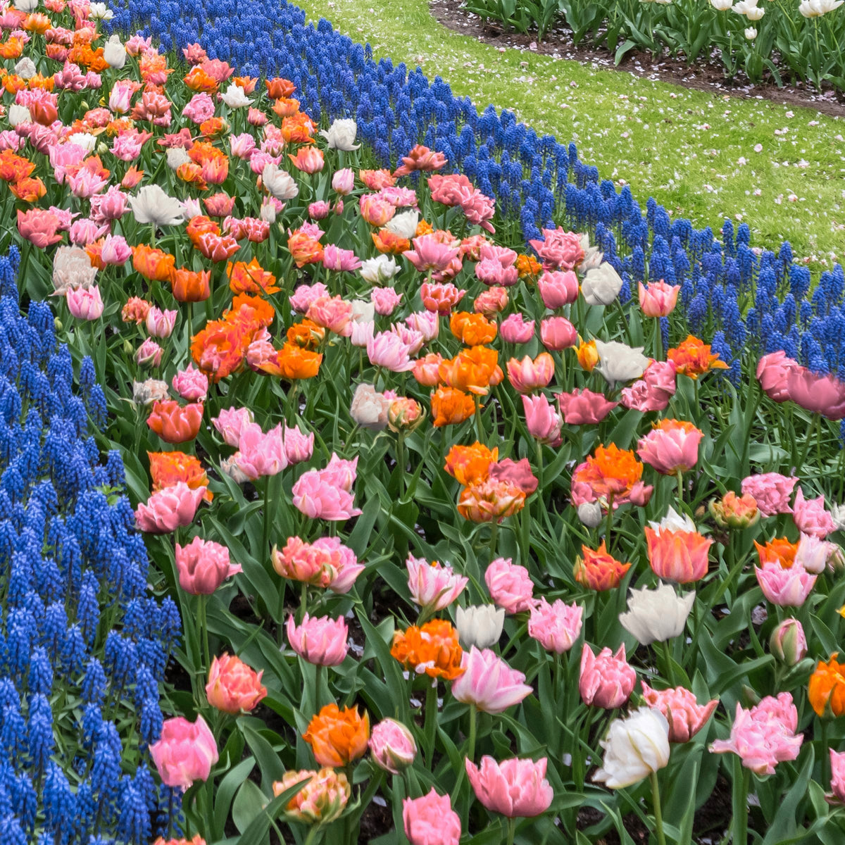 Tulip Double Trouble Mix Bulbs - 10 Bulbs