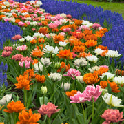 Tulip Double Trouble Mix Bulbs - 10 Bulbs