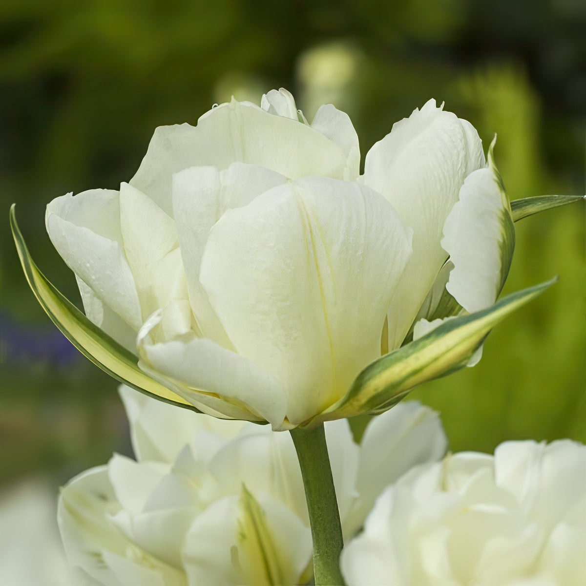 Tulip 'Exotic Emperor' Bulbs - 10 Bulbs