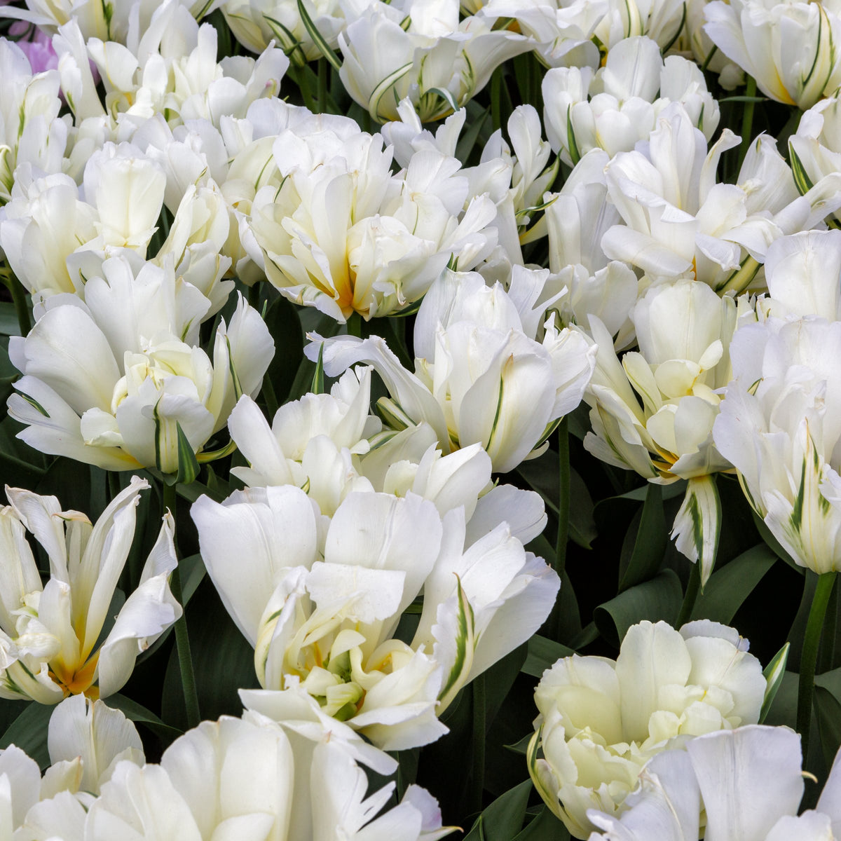 Tulip 'Exotic Emperor' Bulbs - 10 Bulbs