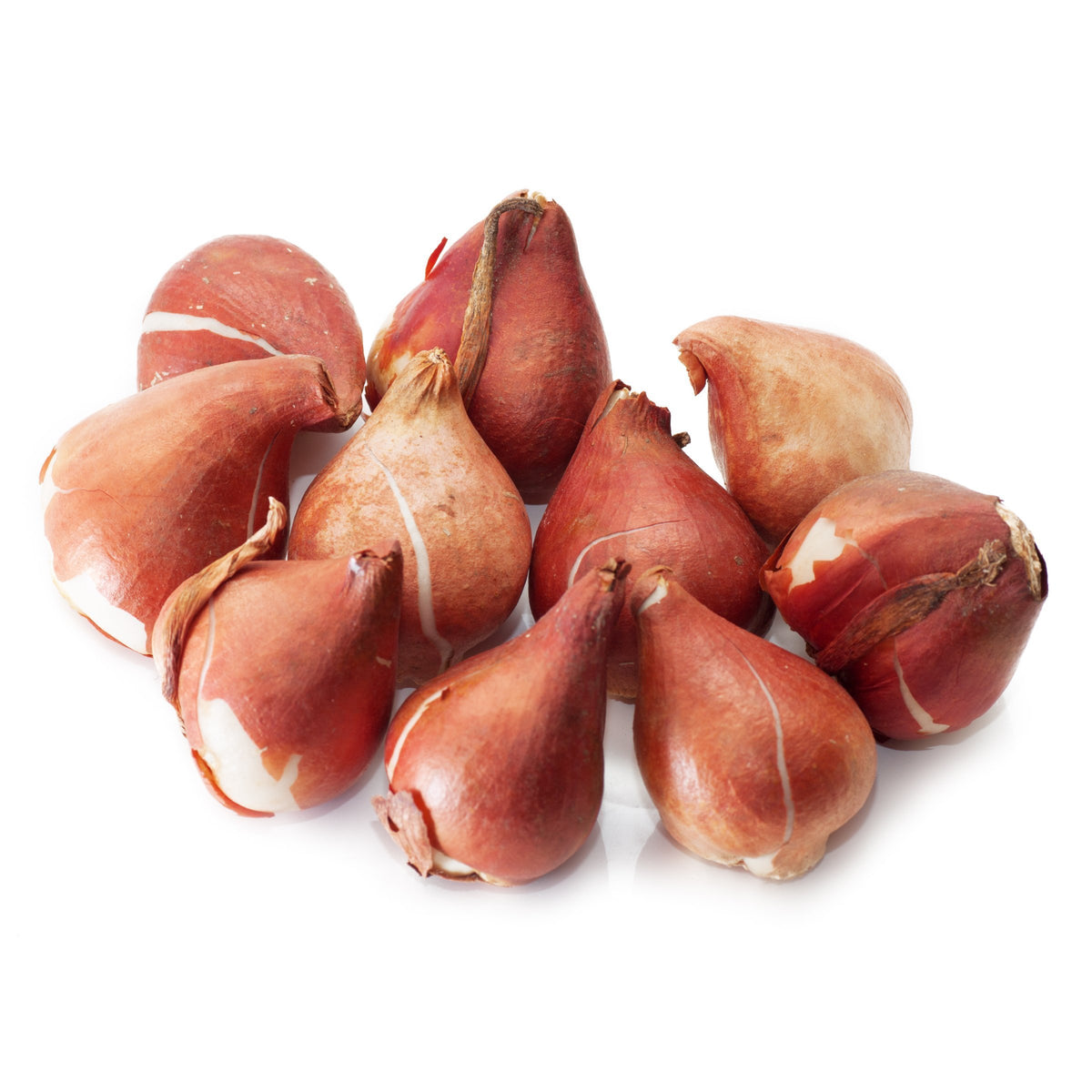 Tulip Grande Mix Bulbs - 10 Bulbs