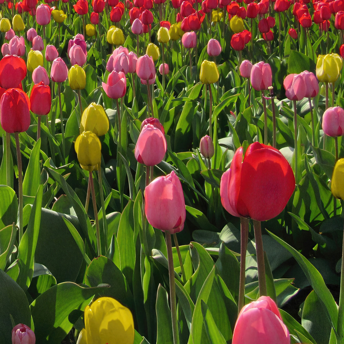 Tulip Grande Mix Bulbs - 10 Bulbs