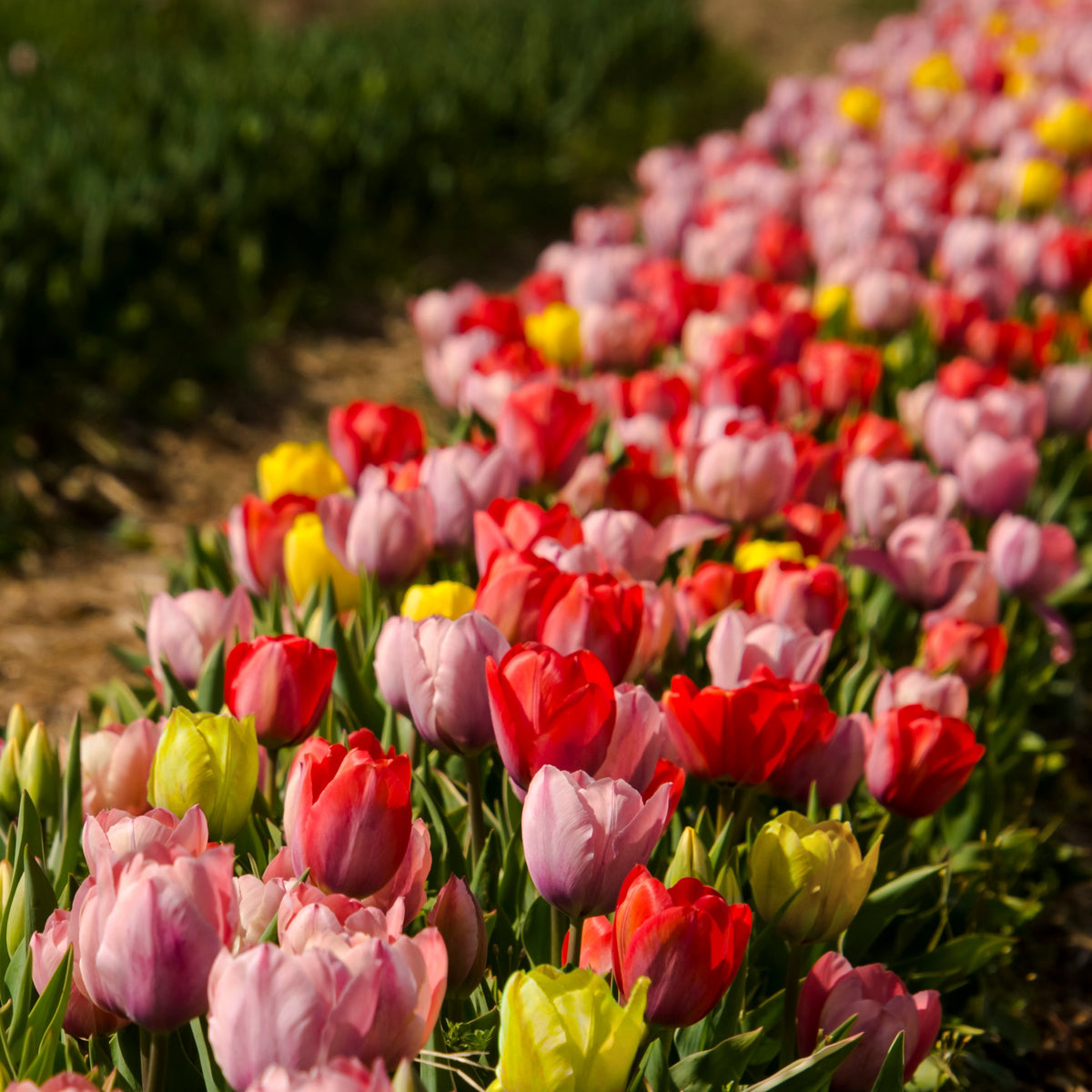 Tulip Grande Mix Bulbs - 10 Bulbs