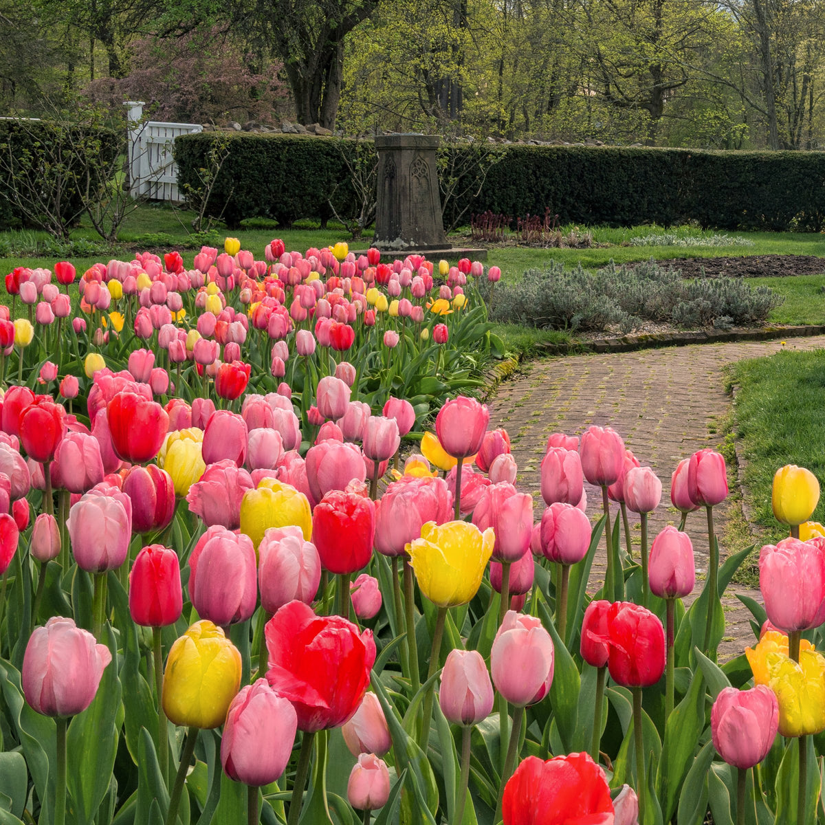Tulip Grande Mix Bulbs - 10 Bulbs