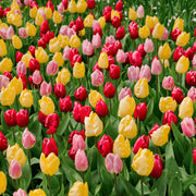 Tulip Grande Mix Bulbs - 10 Bulbs
