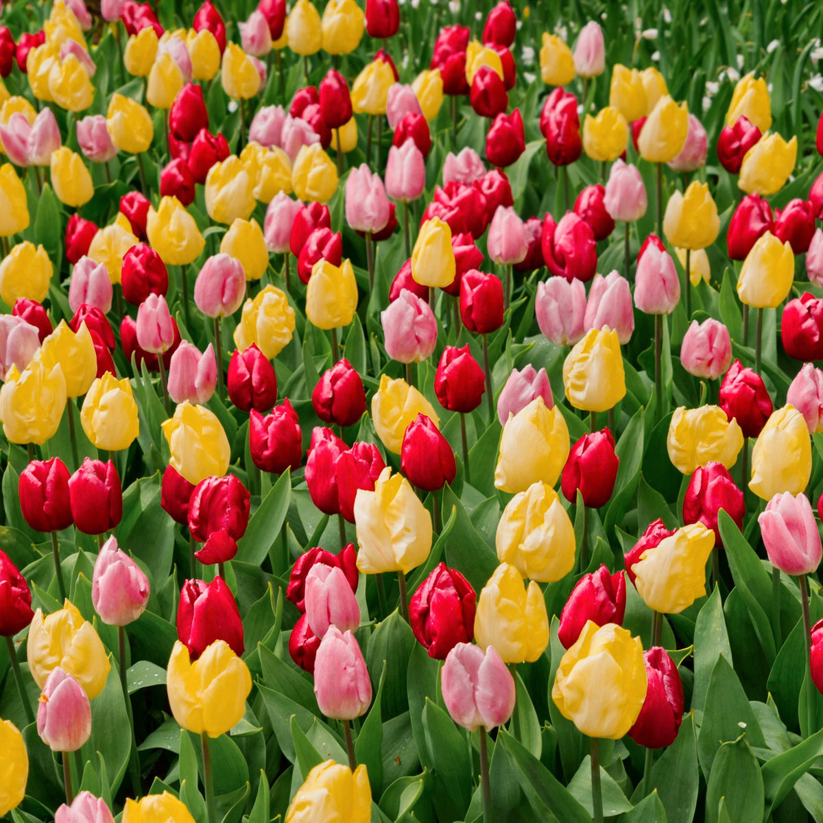 Tulip Grande Mix Bulbs - 10 Bulbs