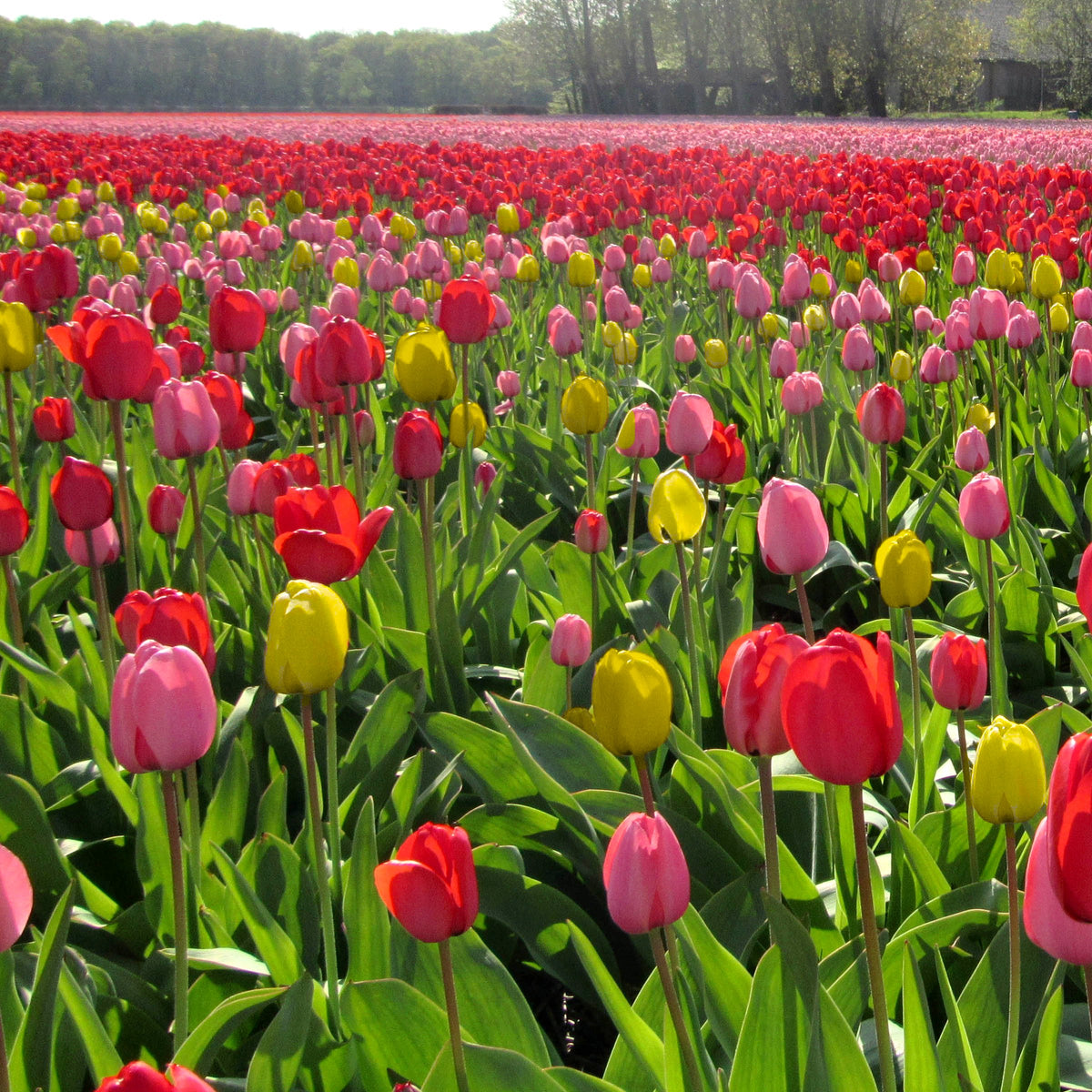 Tulip Grande Mix Bulbs - 10 Bulbs