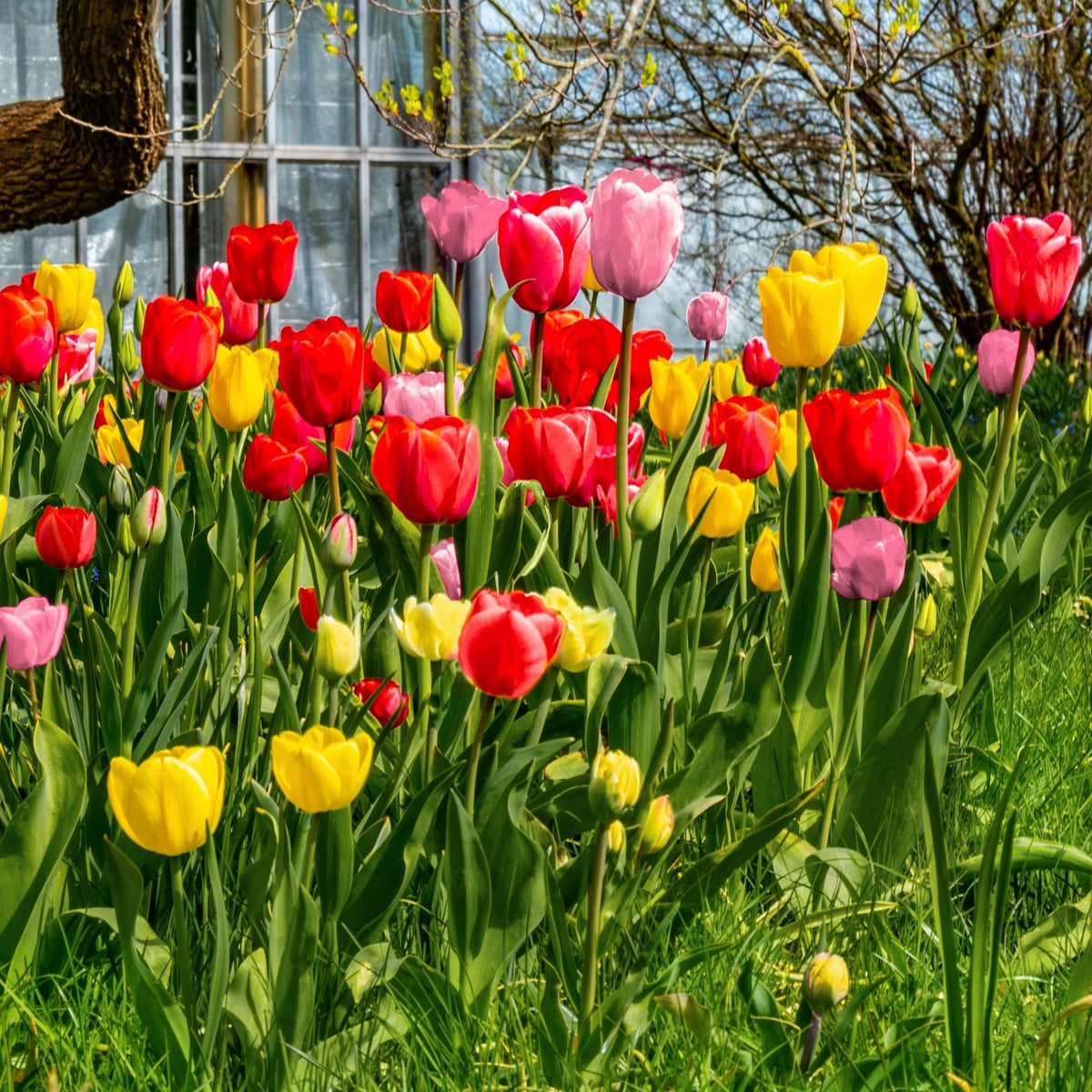 Tulip Grande Mix Bulbs - 10 Bulbs