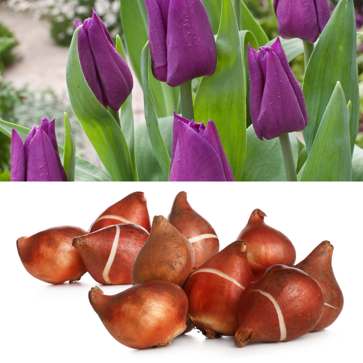 Tulip 'Laptop' Bulbs - 10 Bulbs
