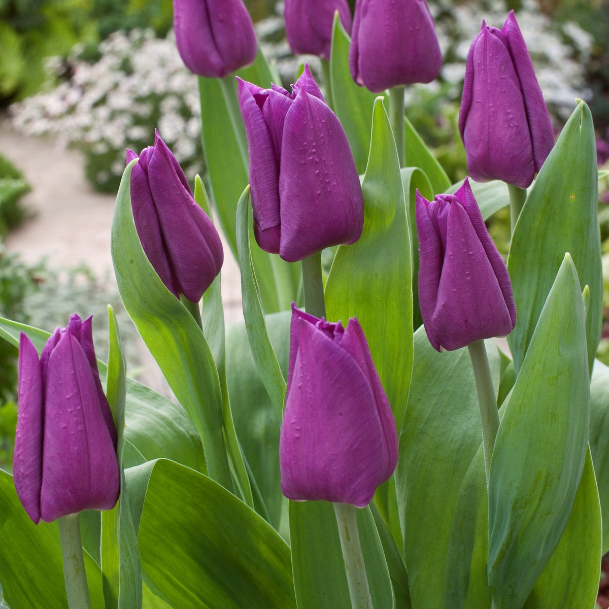Tulip 'Laptop' Bulbs - 10 Bulbs