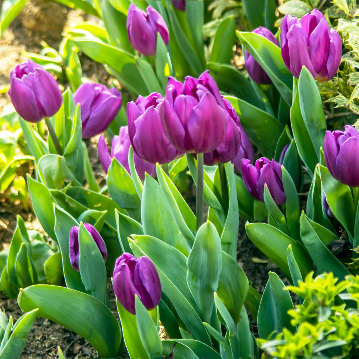 Tulip 'Laptop' Bulbs - 10 Bulbs