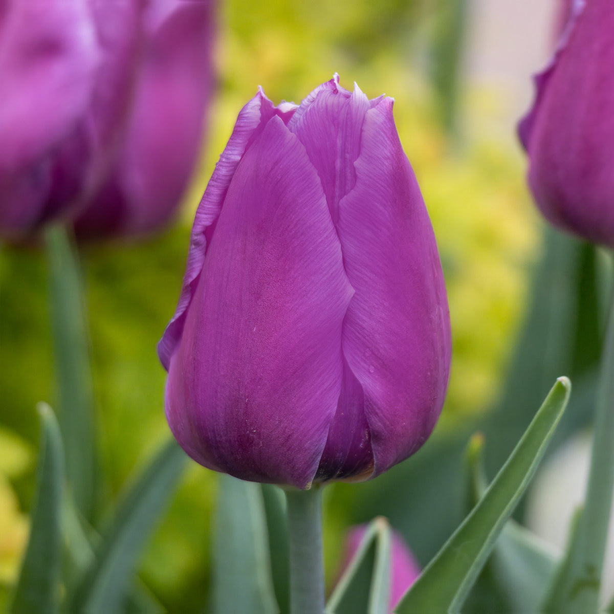 Tulip 'Laptop' Bulbs - 10 Bulbs