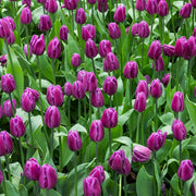 Tulip 'Laptop' Bulbs - 10 Bulbs