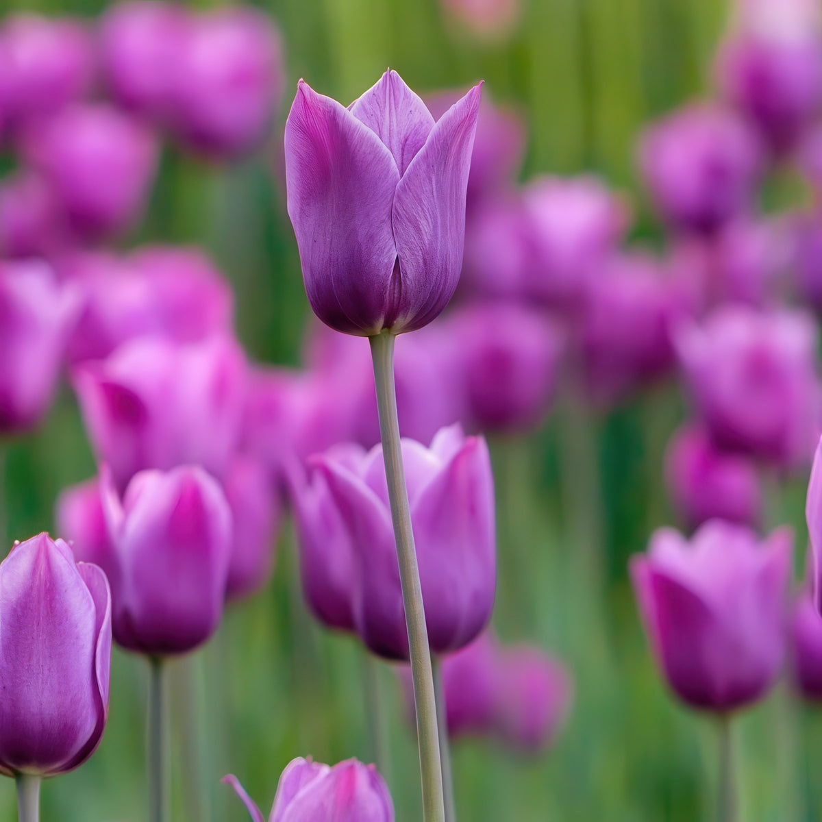 Tulip 'Laptop' Bulbs - 10 Bulbs