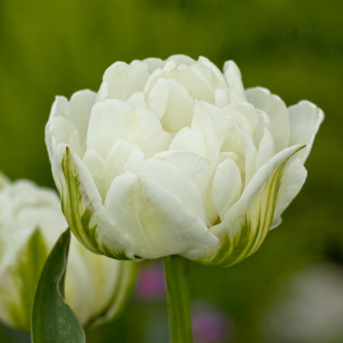 Tulip 'Mt. Tacoma' Bulbs - 10 Bulbs