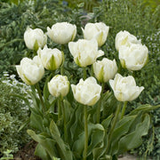 Tulip 'Mt. Tacoma' Bulbs - 10 Bulbs