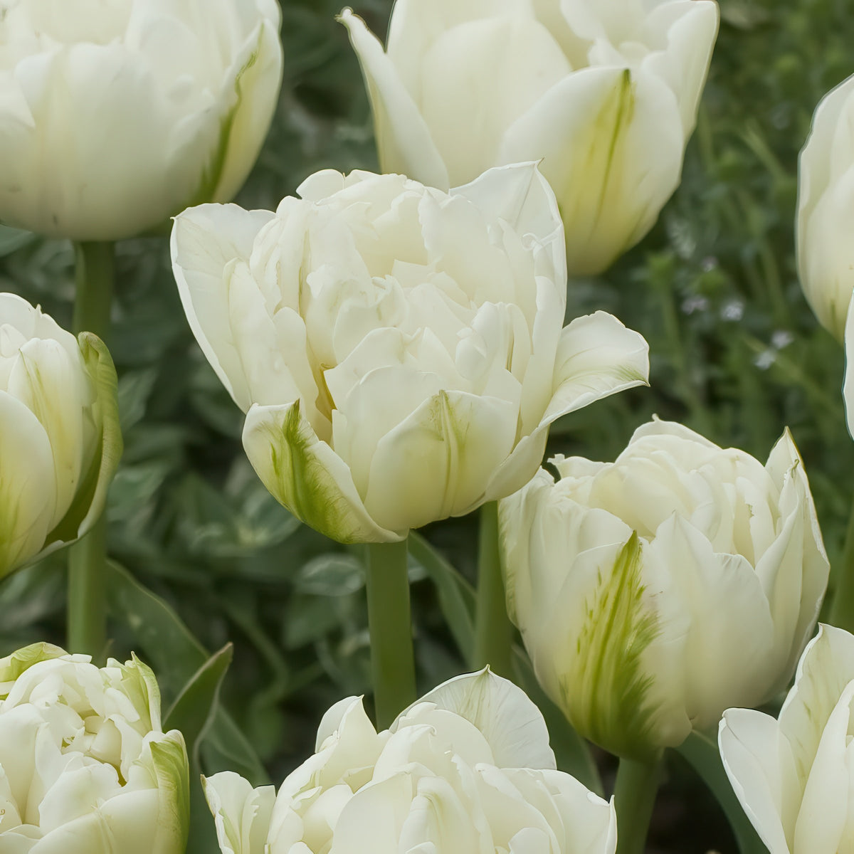 Tulip 'Mt. Tacoma' Bulbs - 10 Bulbs