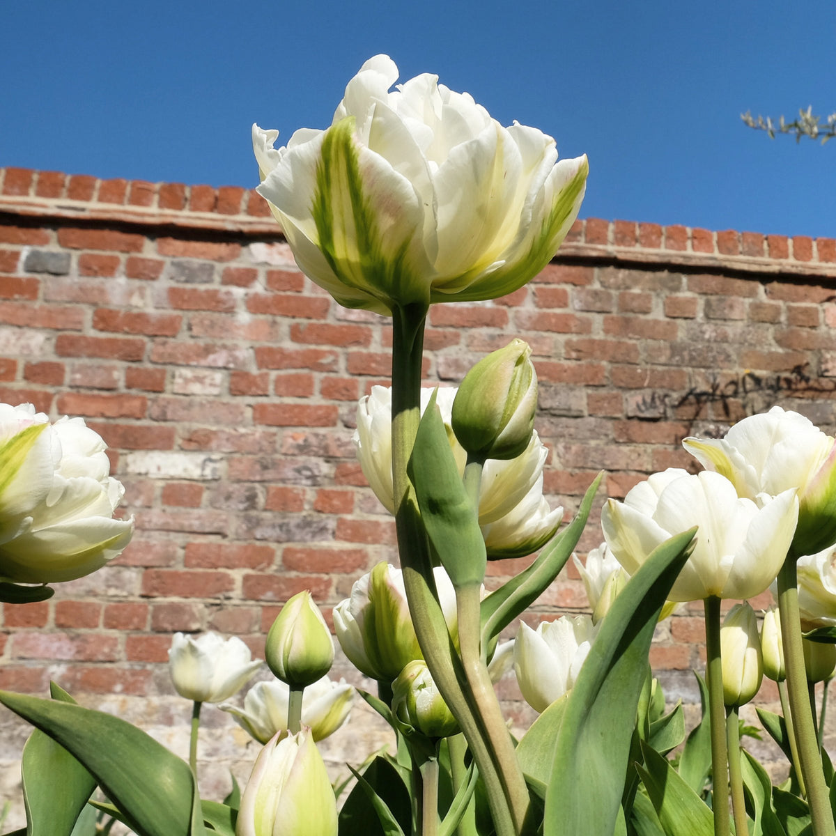 Tulip 'Mt. Tacoma' Bulbs - 10 Bulbs