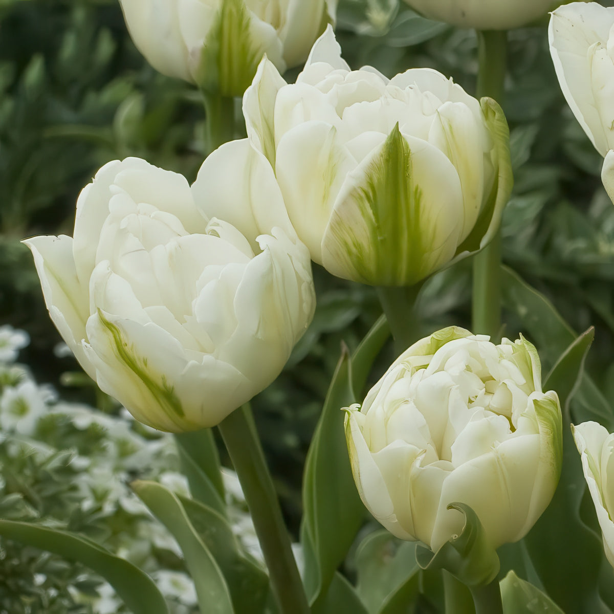 Tulip 'Mt. Tacoma' Bulbs - 10 Bulbs