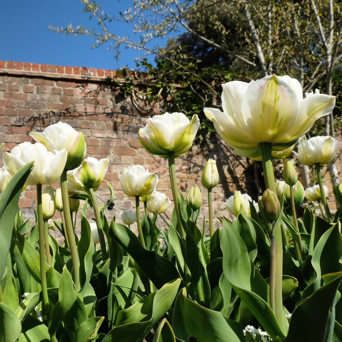 Tulip 'Mt. Tacoma' Bulbs - 10 Bulbs