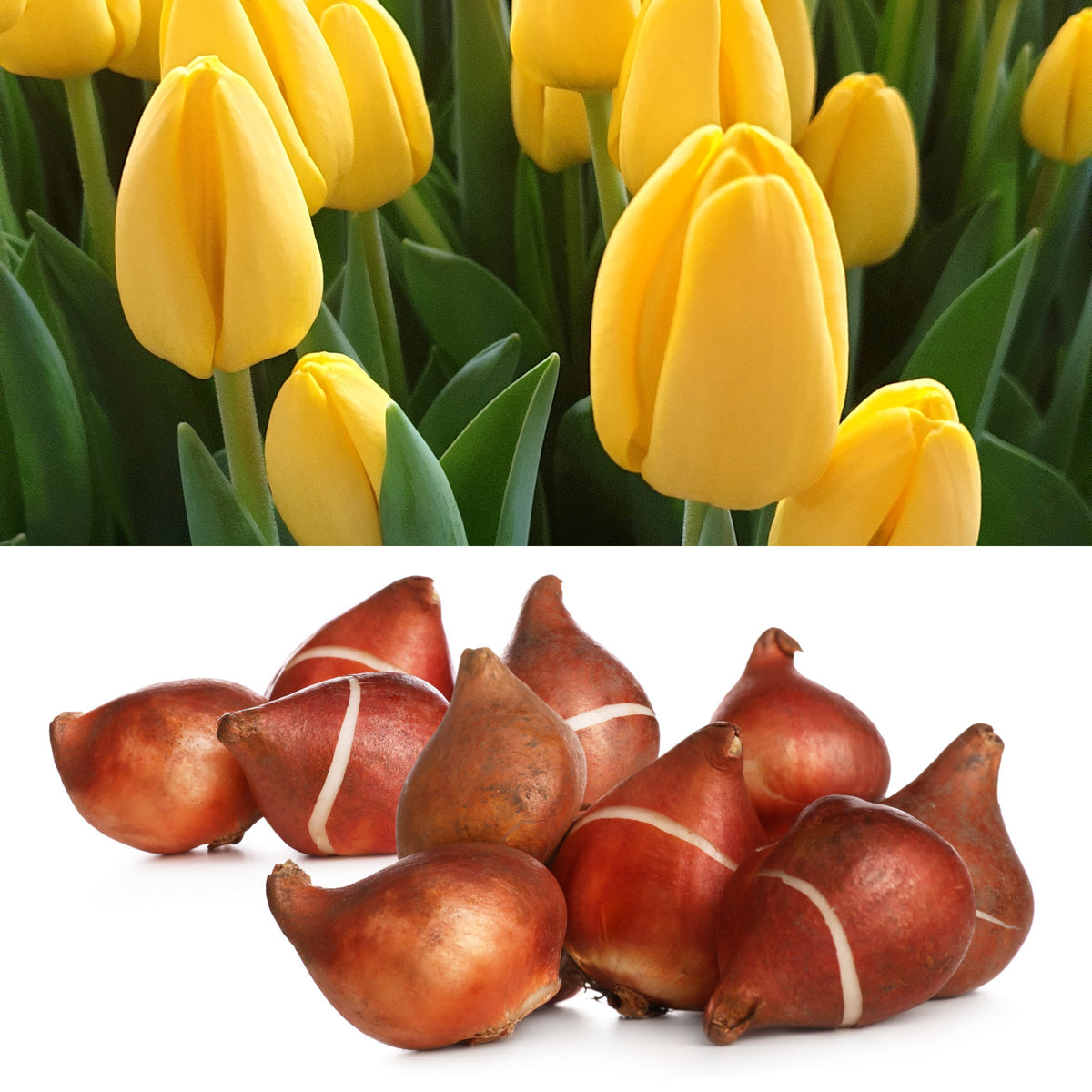 Tulip 'NoviSun' Bulbs - 10 Bulbs