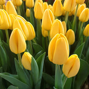 Tulip 'NoviSun' Bulbs - 10 Bulbs
