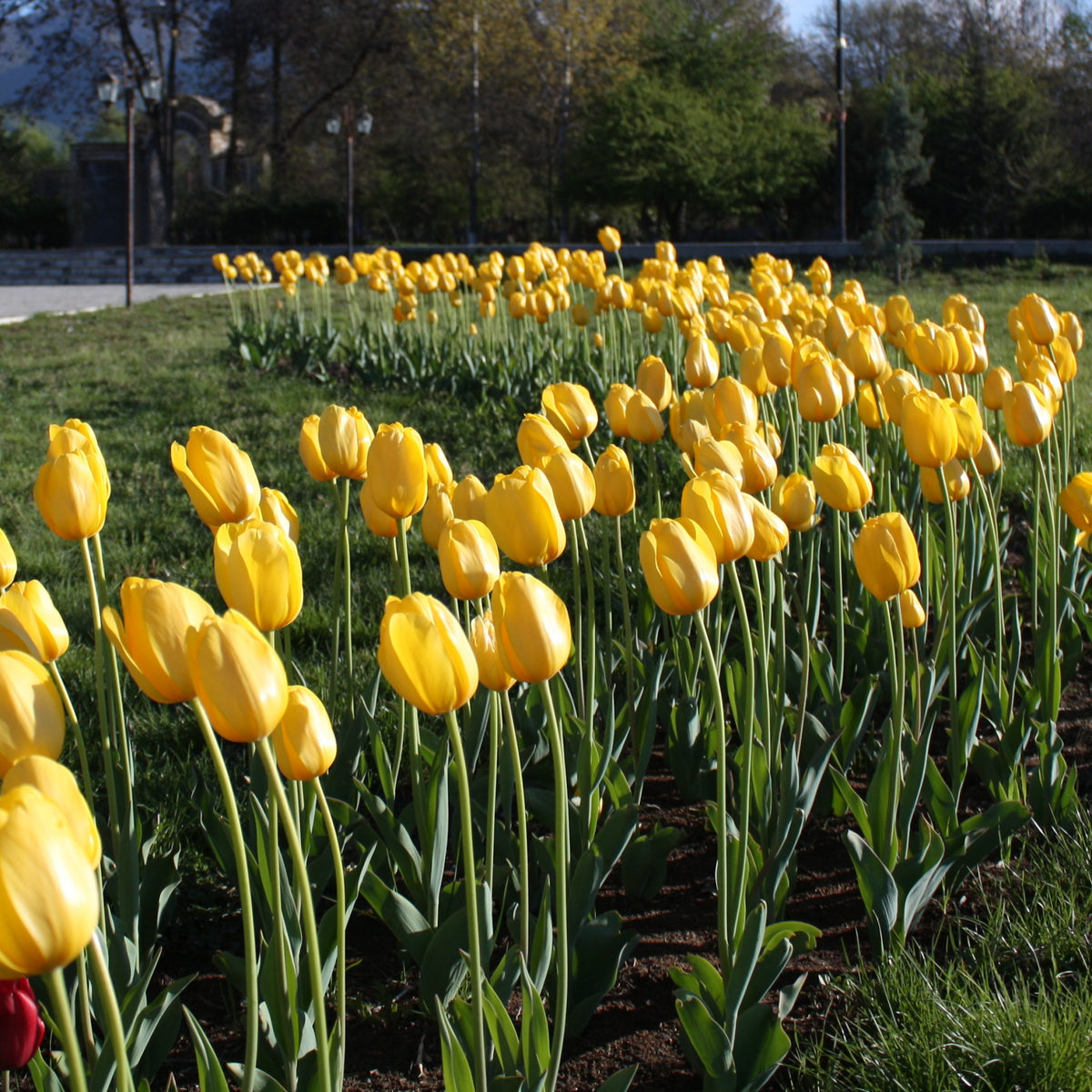 Tulip 'NoviSun' Bulbs - 10 Bulbs