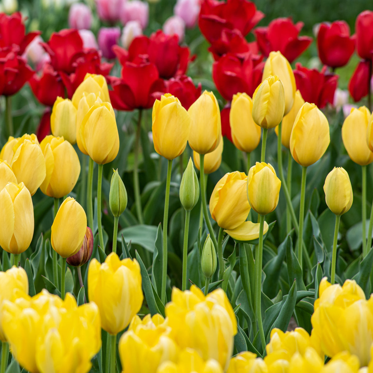 Tulip 'NoviSun' Bulbs - 10 Bulbs