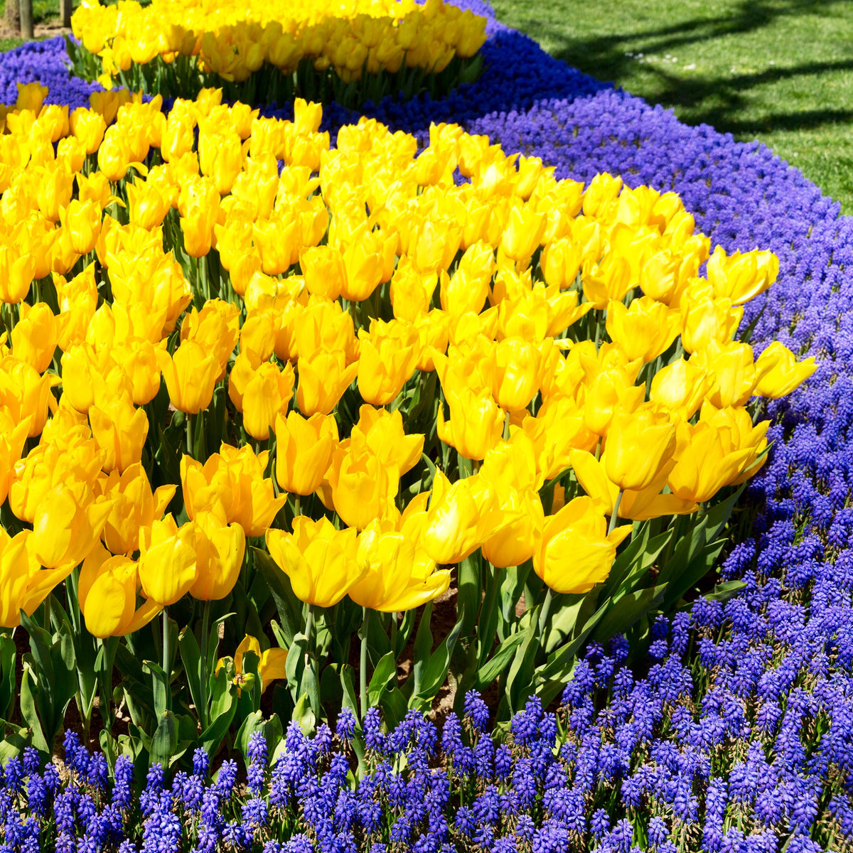 Tulip 'NoviSun' Bulbs - 10 Bulbs