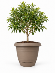 3 Piece - Sandalwood Italia Planter + Saucer 12" x 12" (NOVEMBER PICK UP SALE)