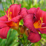 8-Piece Blazing Color Daylilies