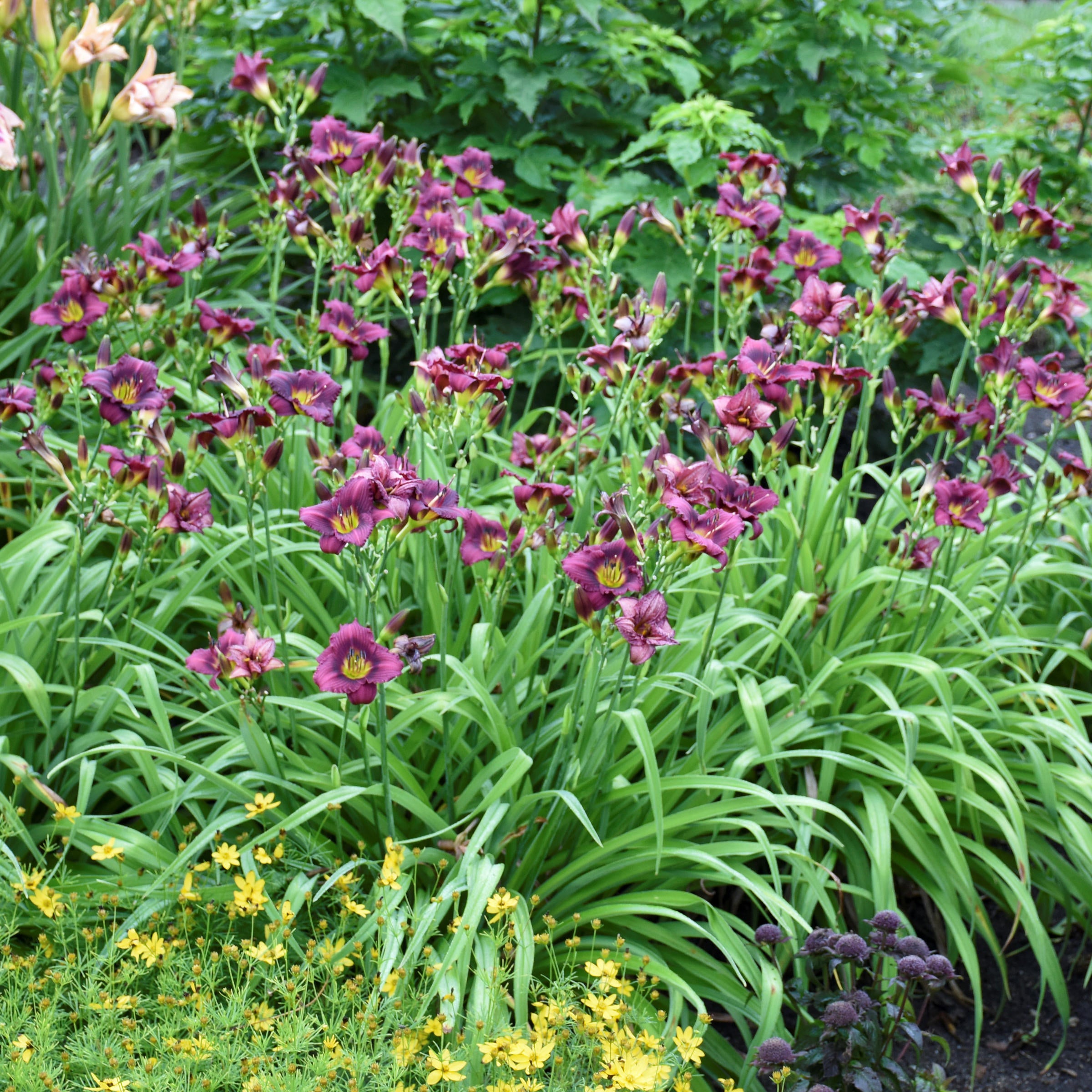 8-Piece Blazing Color Daylilies