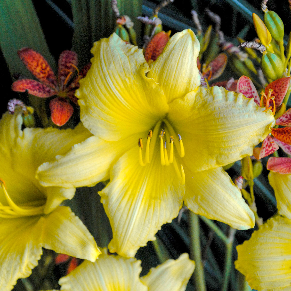 8-Piece Blazing Color Daylilies