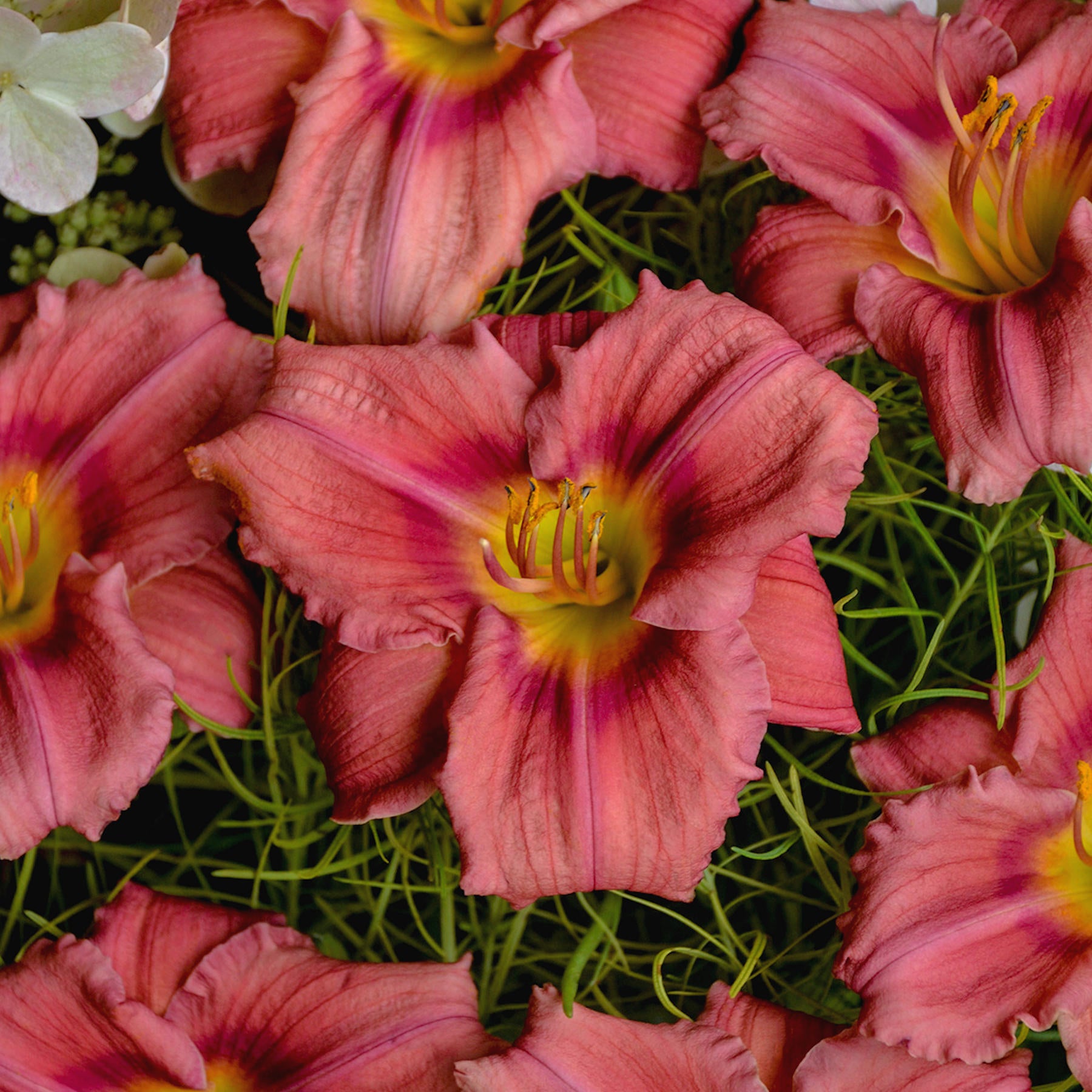 8-Piece Blazing Color Daylilies
