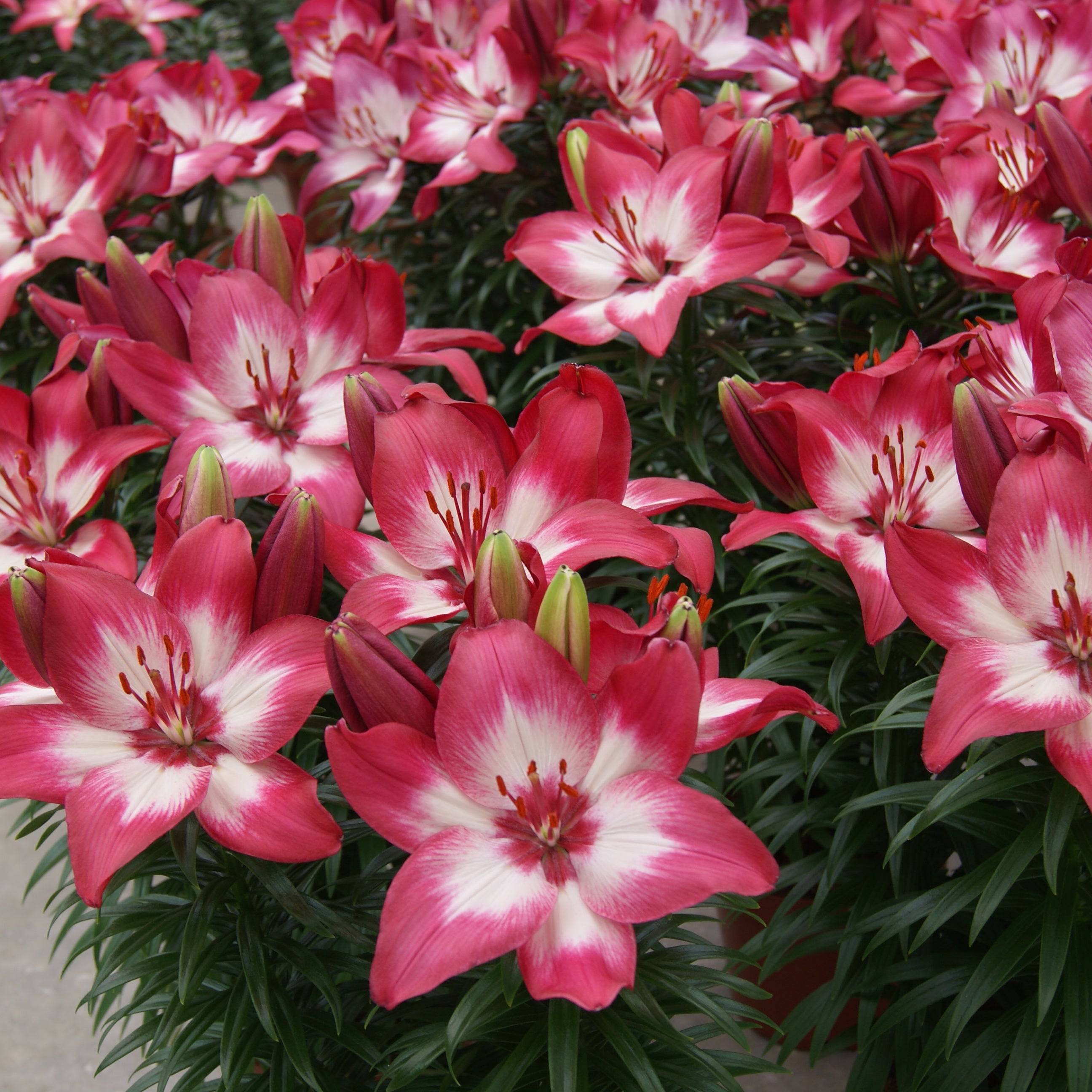 Lilium 'Tiny Diamond' Lily – 6 Piece Bulb