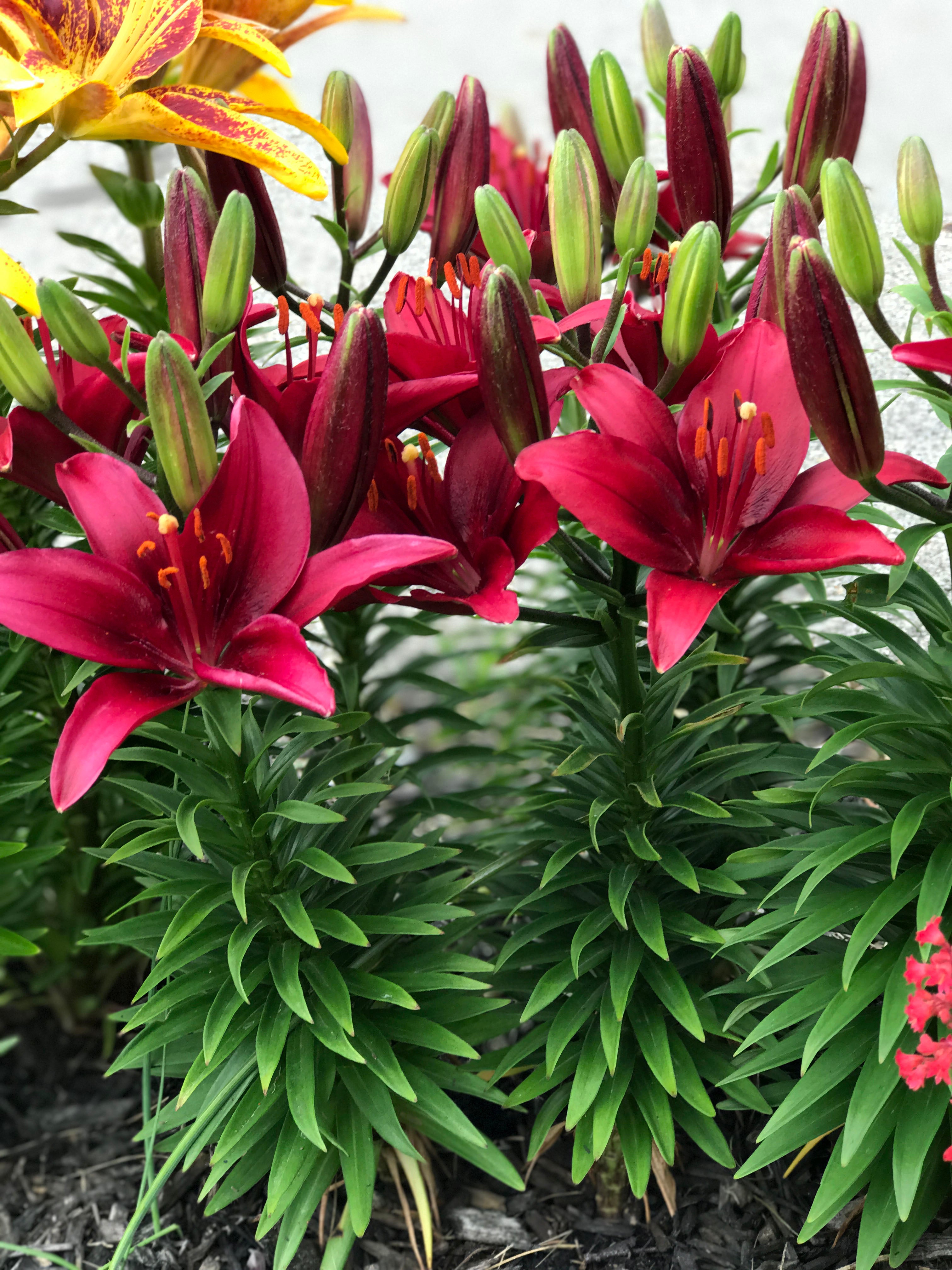 Lilium 'Tiny Ghost' Lily - 6 Piece Bulb
