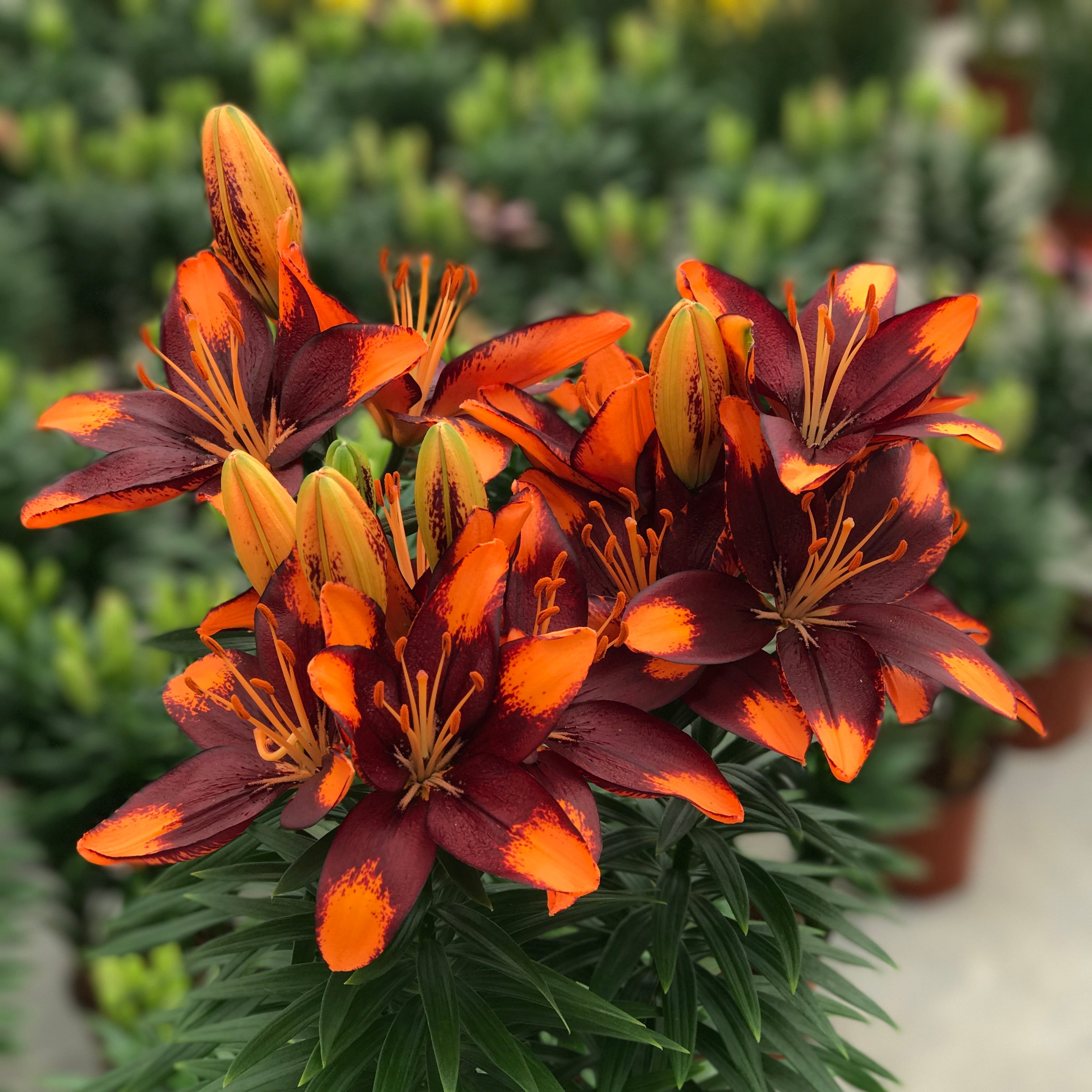 Lilium 'Tiny Lion' Lily – 6 Piece Bulb