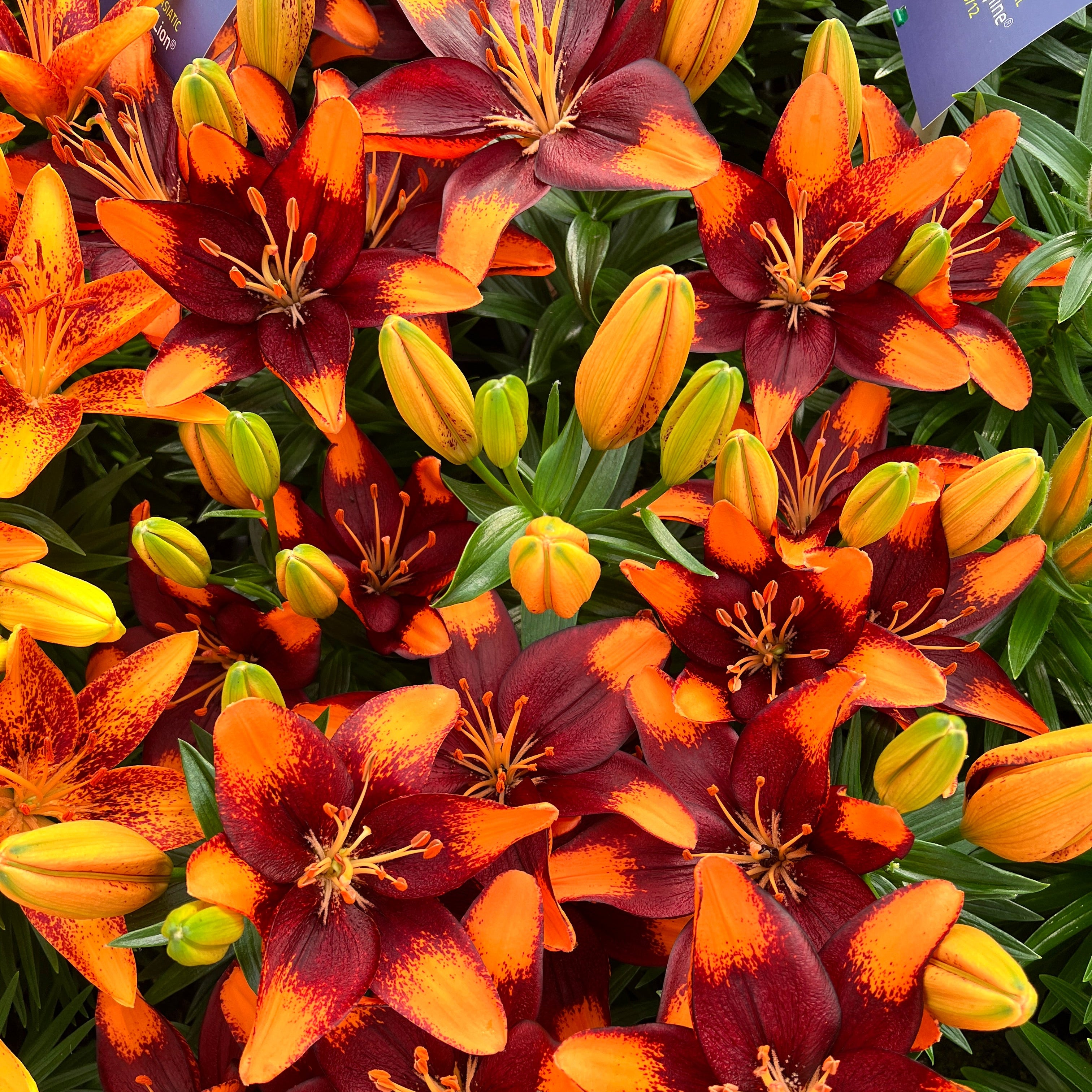 Lilium 'Tiny Lion' Lily – 6 Piece Bulb