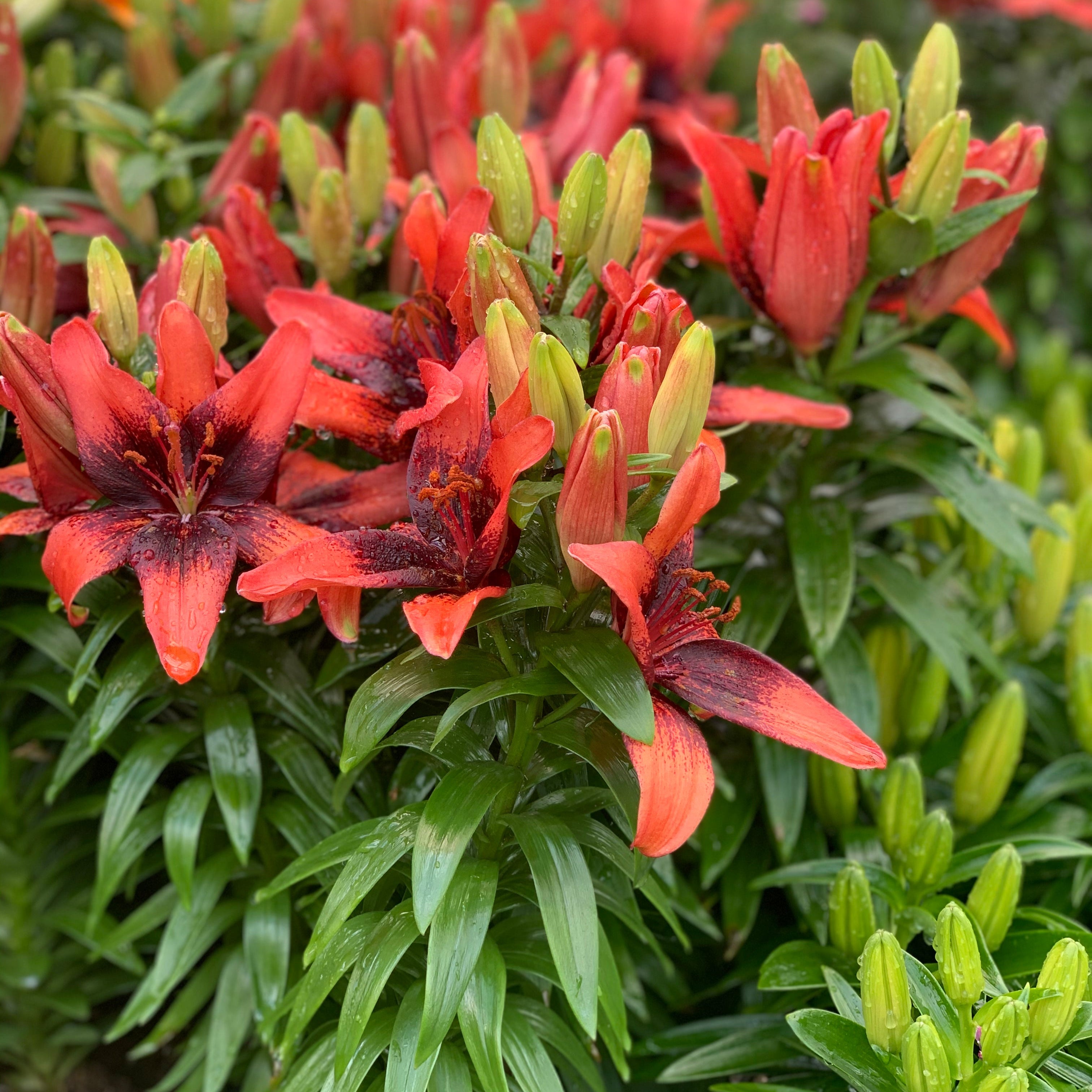 Lilium 'Tiny Shadow' Lily – 6 Piece Bulb