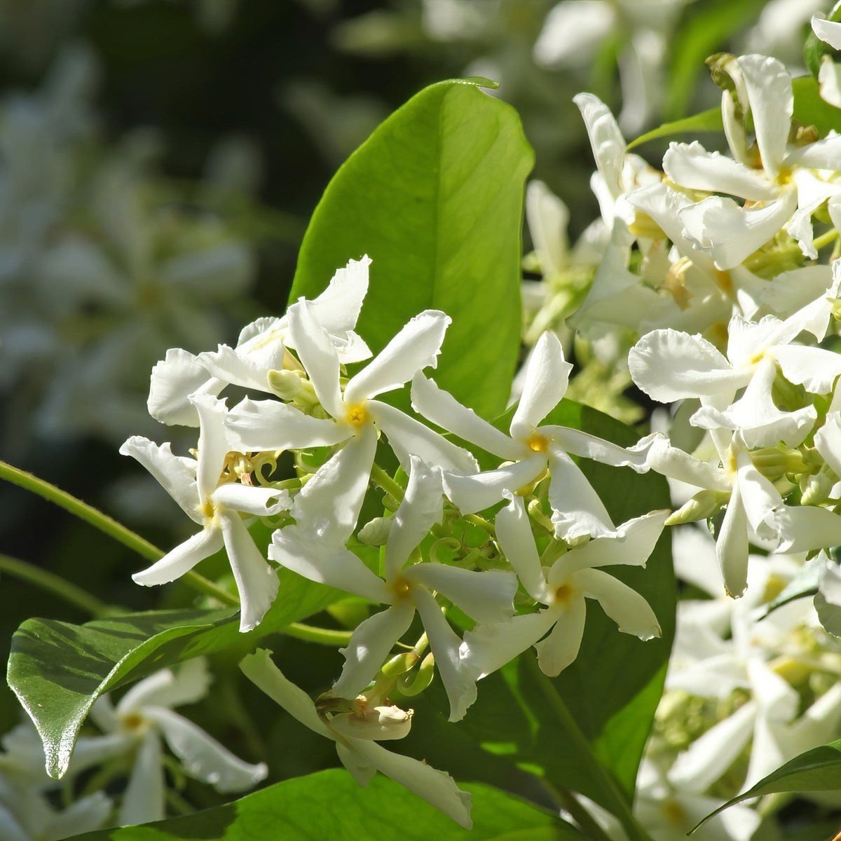 Trachelospermum, Jasmine 'Confederate'  - 1 Gallon Pot