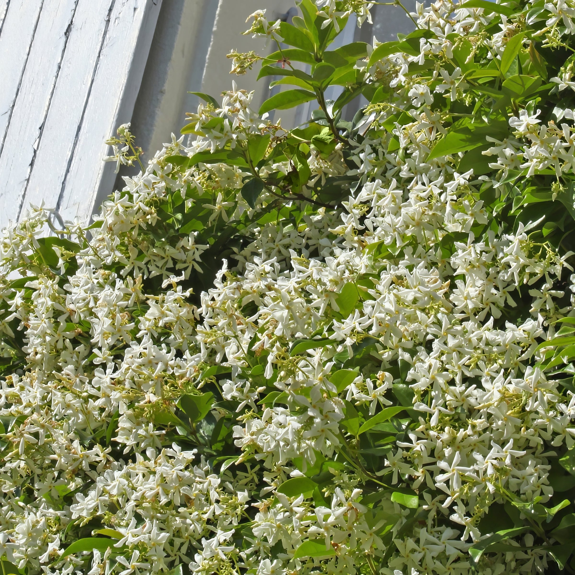 Star Jasmine - 2.5" Pot