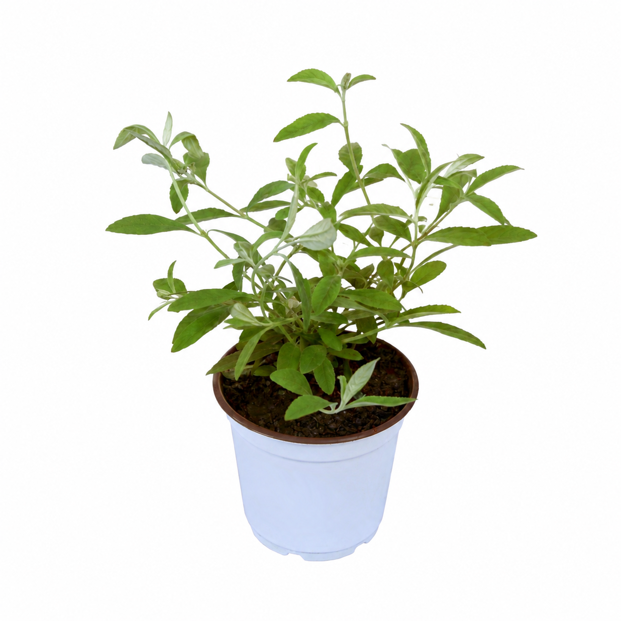Buddleia 'Triple Treat' Butterfly Bush - 4" Pot
