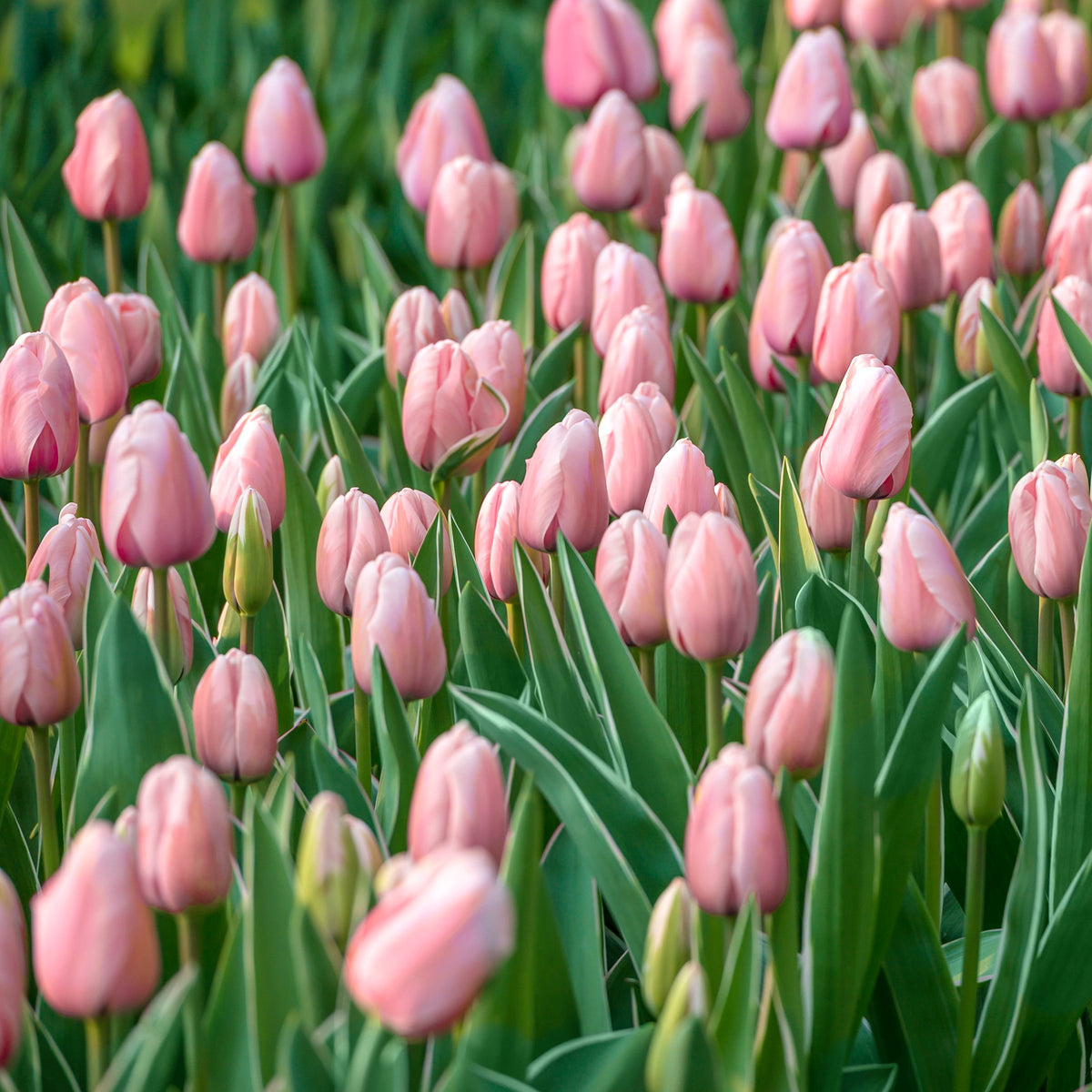Tulip Apricot Delight Bulbs - 10 Bulbs