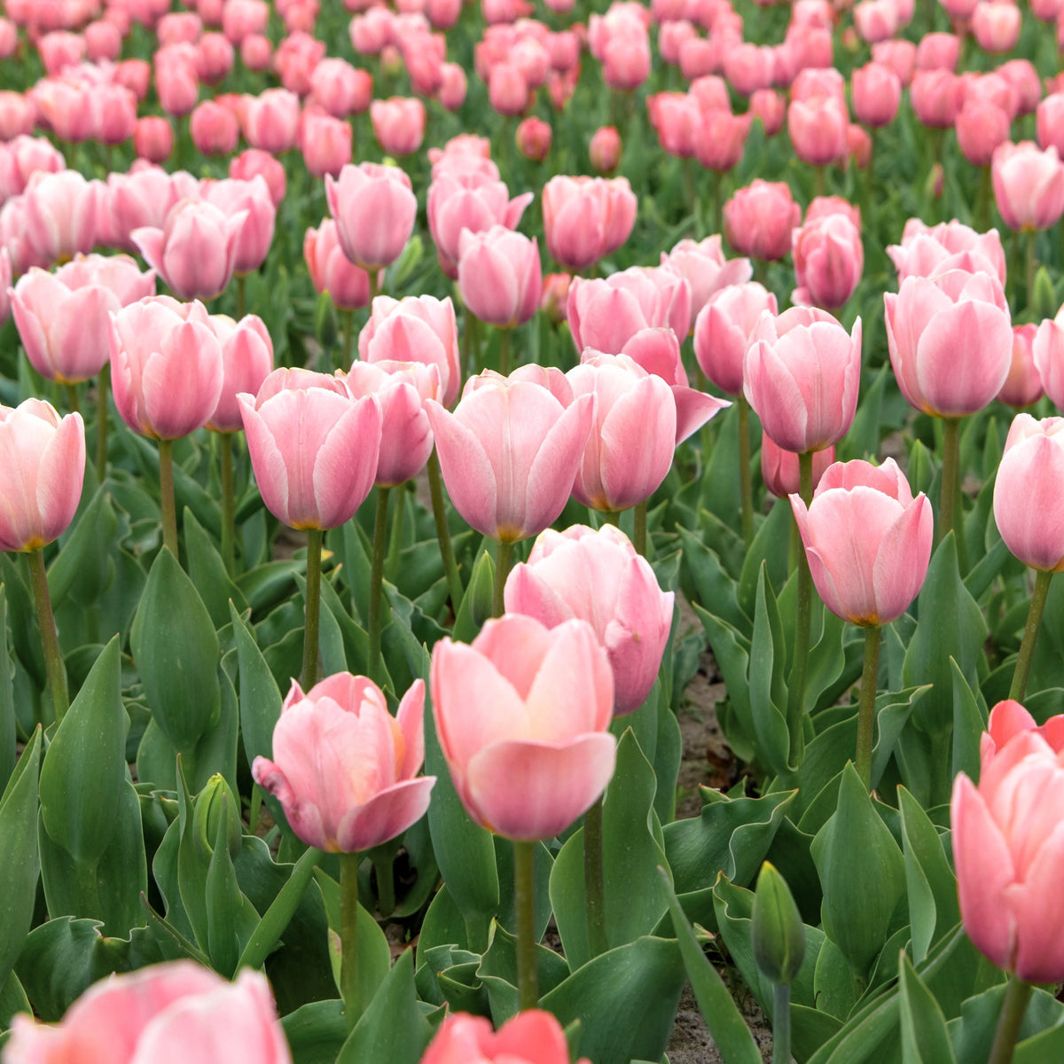 Tulip Apricot Delight Bulbs - 10 Bulbs