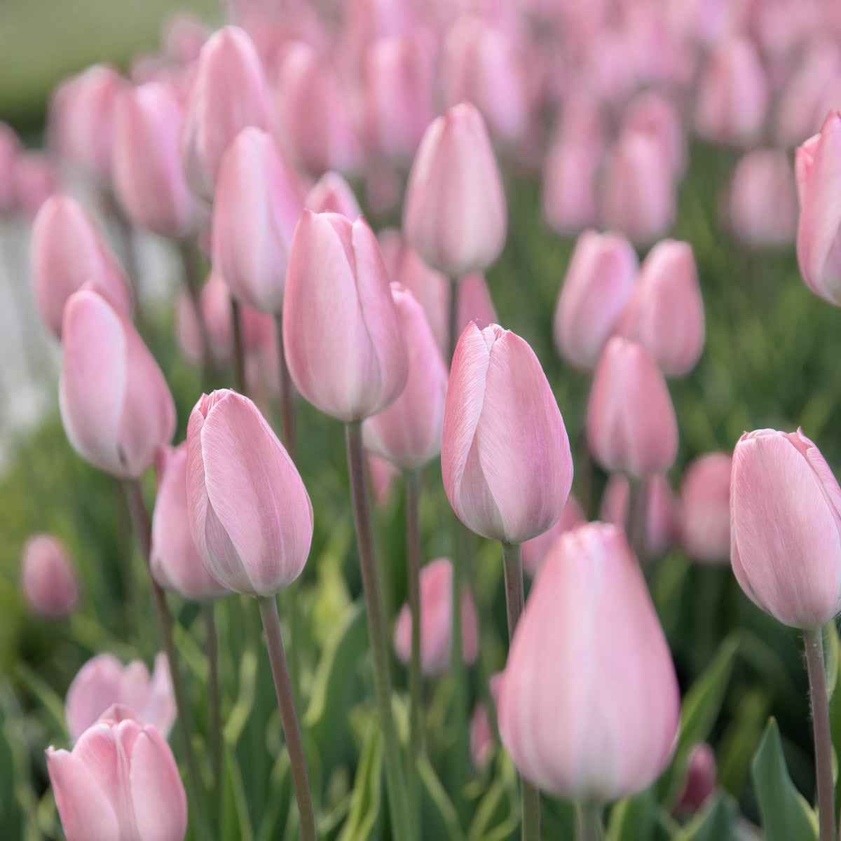 Tulip Apricot Delight Bulbs - 10 Bulbs