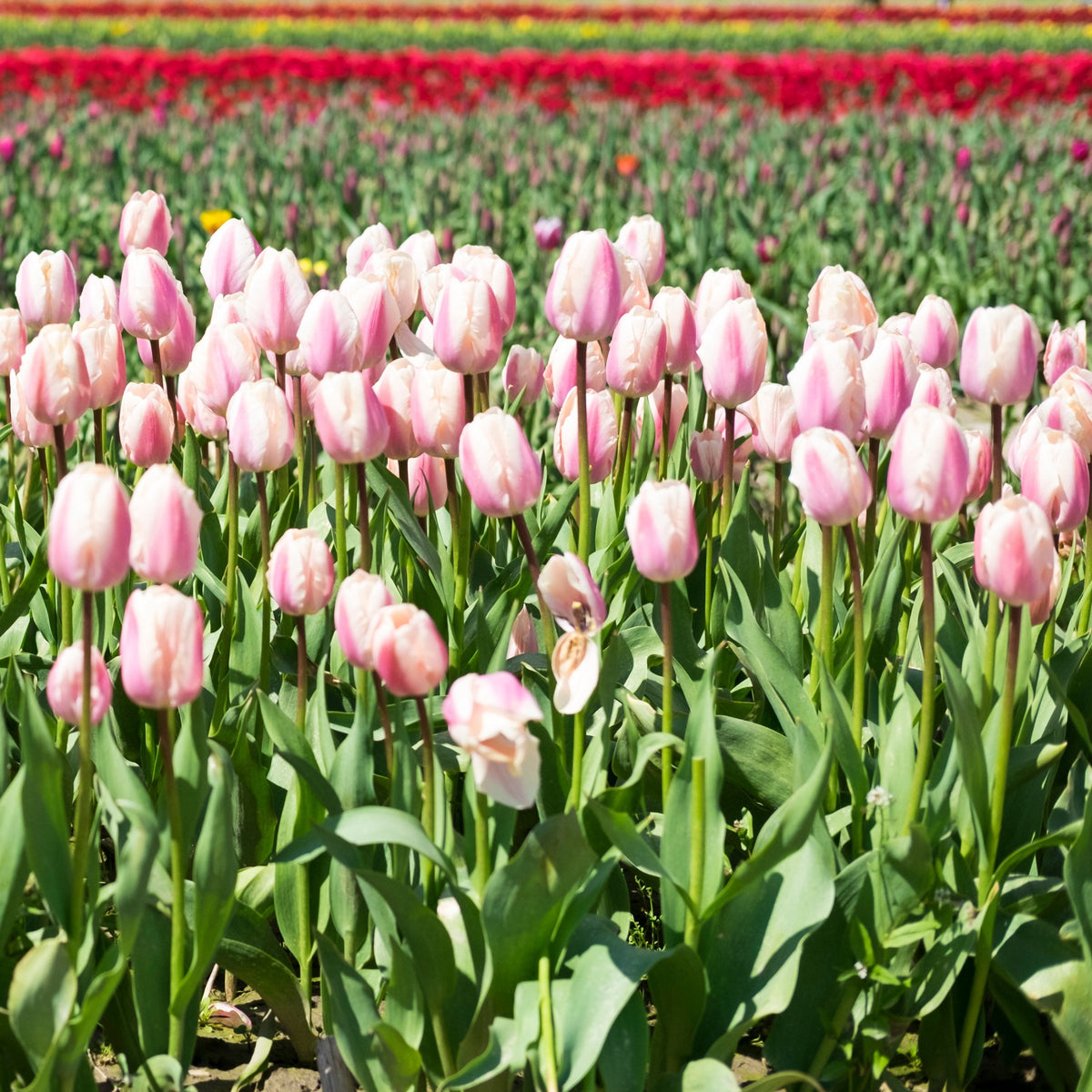 Tulip Apricot Delight Bulbs - 10 Bulbs