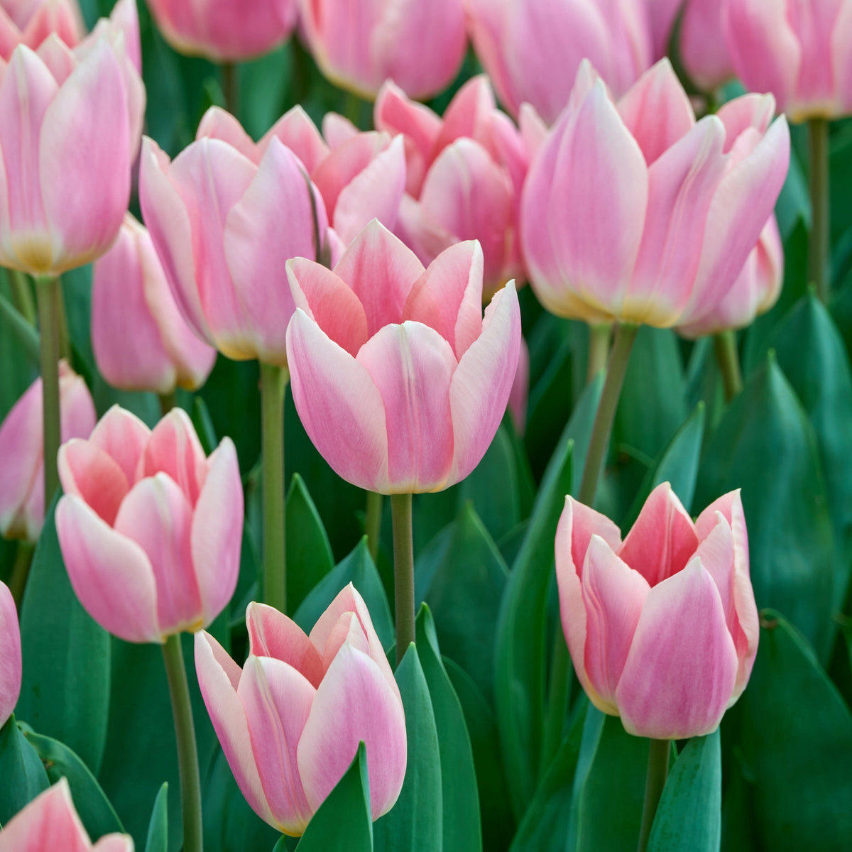 Tulip Apricot Delight Bulbs - 10 Bulbs