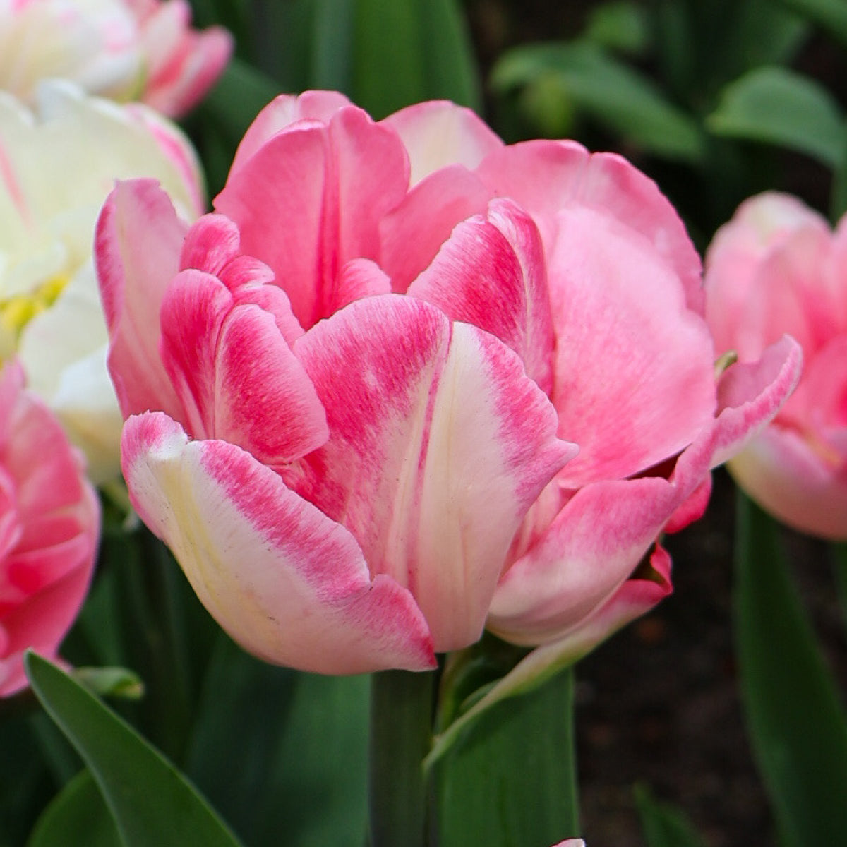 Tulip Foxtrot Bulbs - 10 Bulbs
