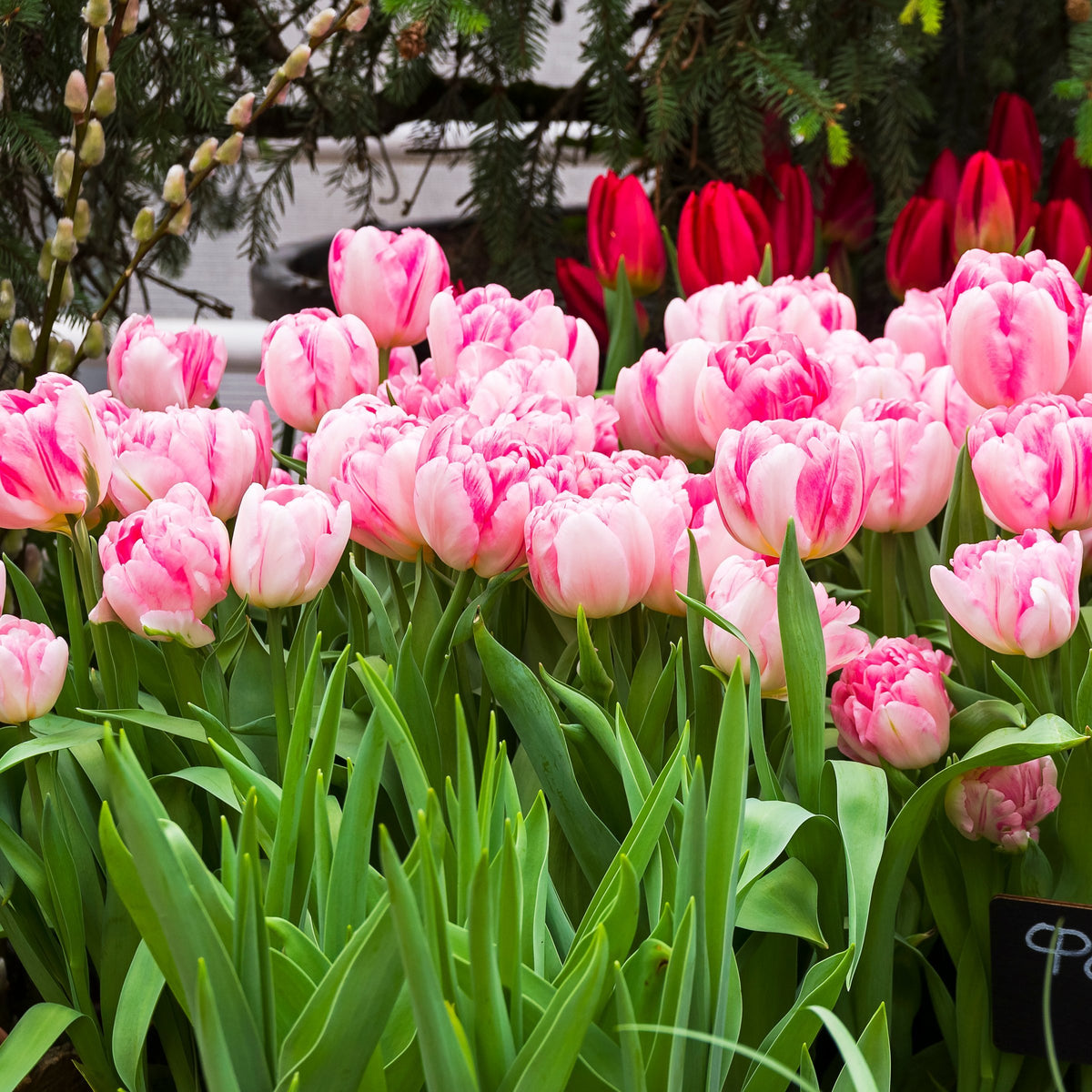 Tulip Foxtrot Bulbs - 10 Bulbs